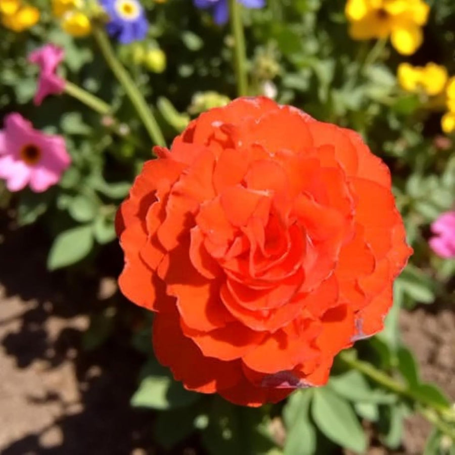 Begonia Nonstop Orange Summer Bedding Plant  4