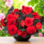 Begonia Nonstop Scarlet Summer Bedding Plant  2