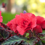 Begonia Nonstop Bedding Plants  2