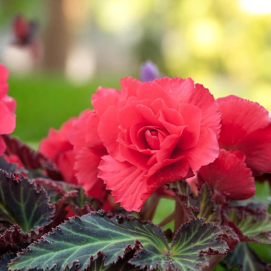 Begonia Nonstop Bedding Plants  3