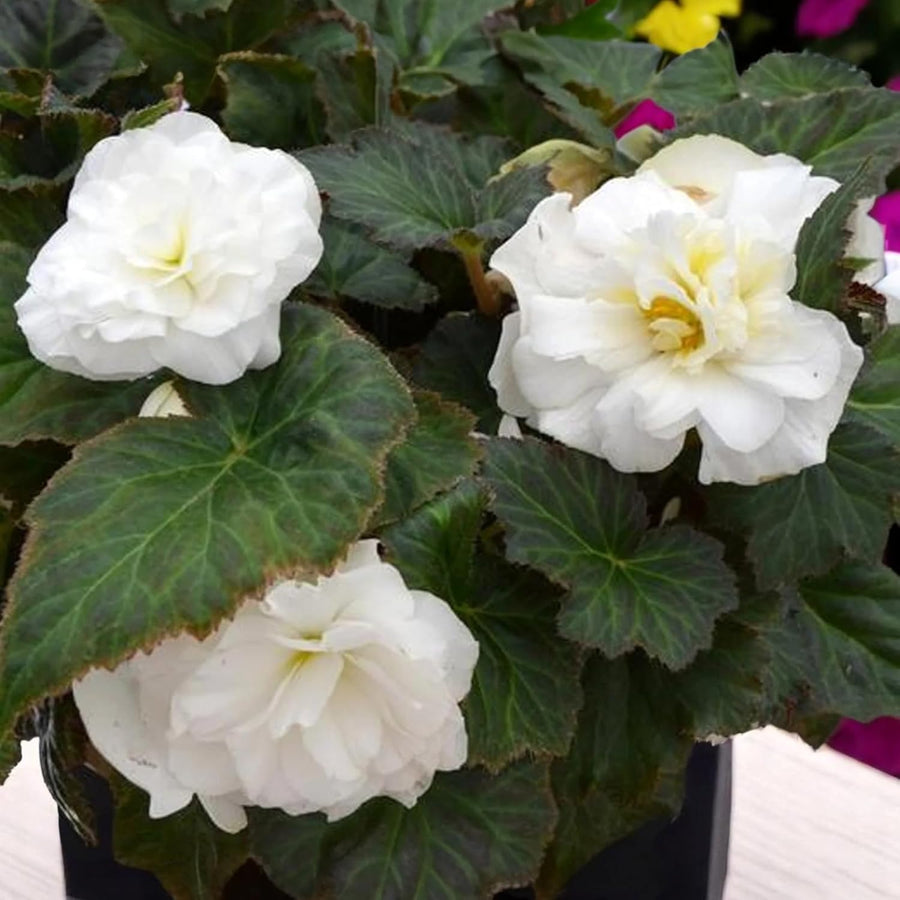 Begonia Nonstop White Summer Bedding Plant  4