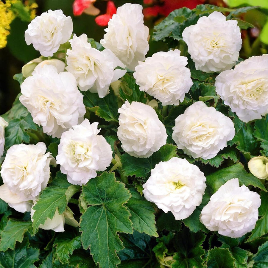 Begonia Nonstop Bedding Plants  1