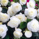 Begonia Nonstop White Summer Bedding Plant  3