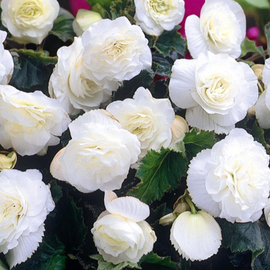Begonia Nonstop White Summer Bedding Plant  3