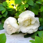 Begonia Nonstop Bedding Plants  8