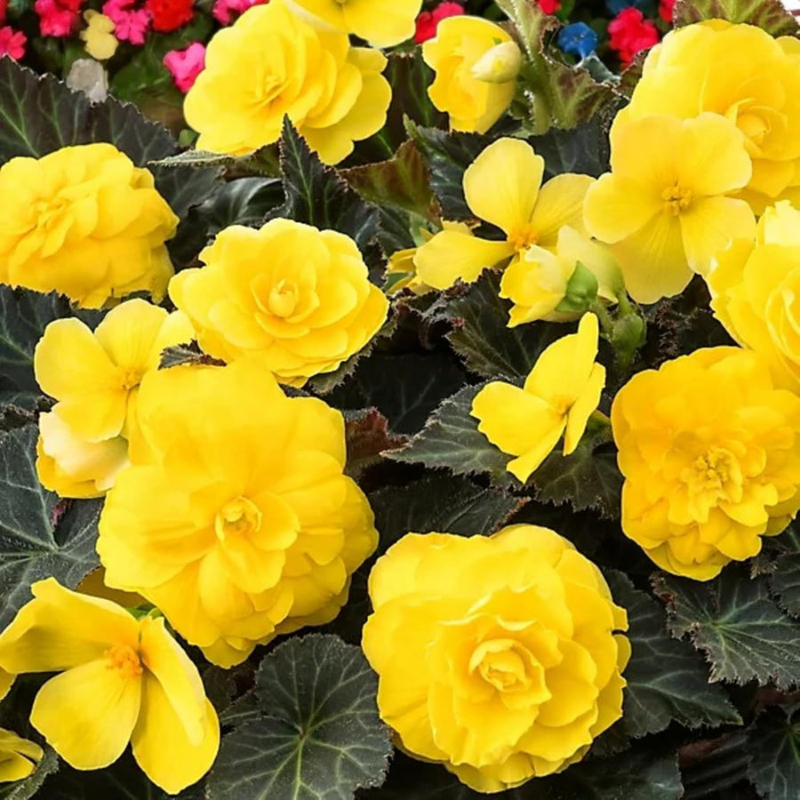 Begonia Nonstop Yellow Summer Bedding Plant  3