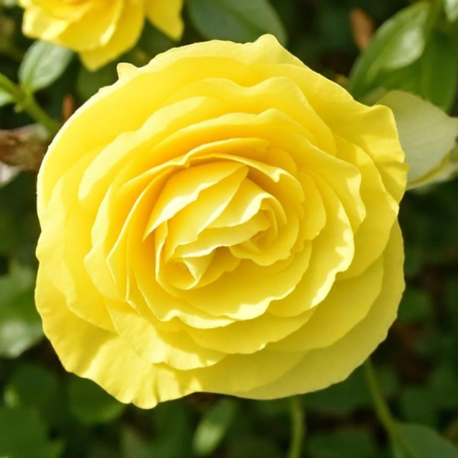 Begonia Nonstop Bedding Plants  10