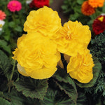 Begonia Nonstop Bedding Plants  9