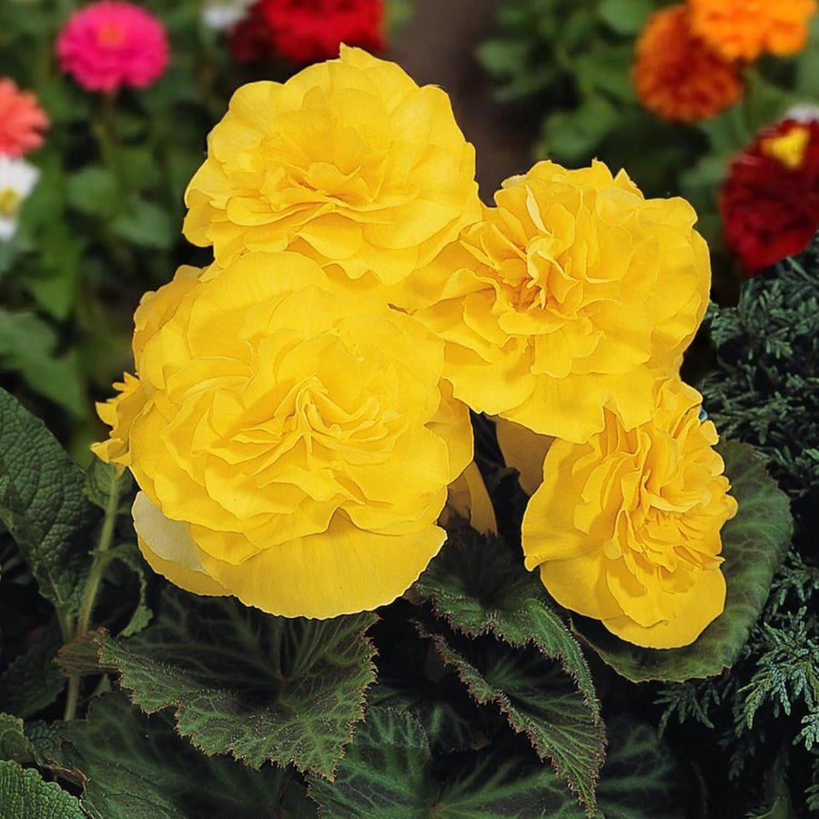 Begonia Nonstop Bedding Plants  9