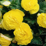 Begonia Nonstop Yellow Summer Bedding Plant  1