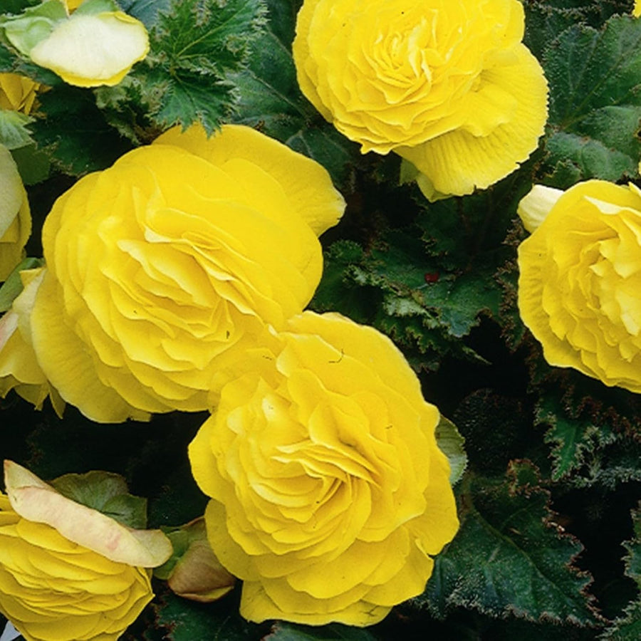 Begonia Nonstop Yellow Summer Bedding Plant  1