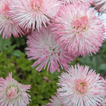 Bellis Perennis Rose  2