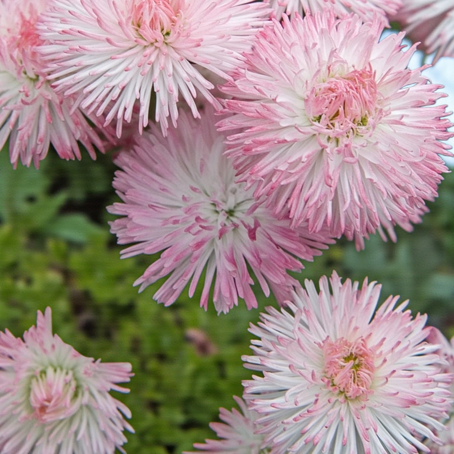 Bellis Perennis Rose  2