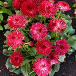 Bellis Habanera Red  2