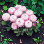 Bellis Perennis Rose  3