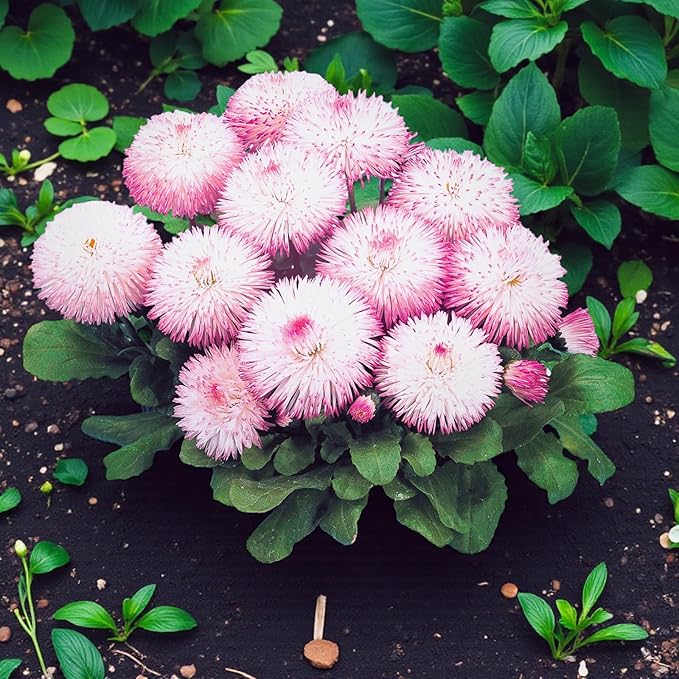 Bellis Perennis Rose  3