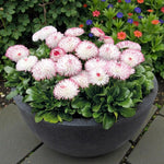 Bellis Perennis Rose  1