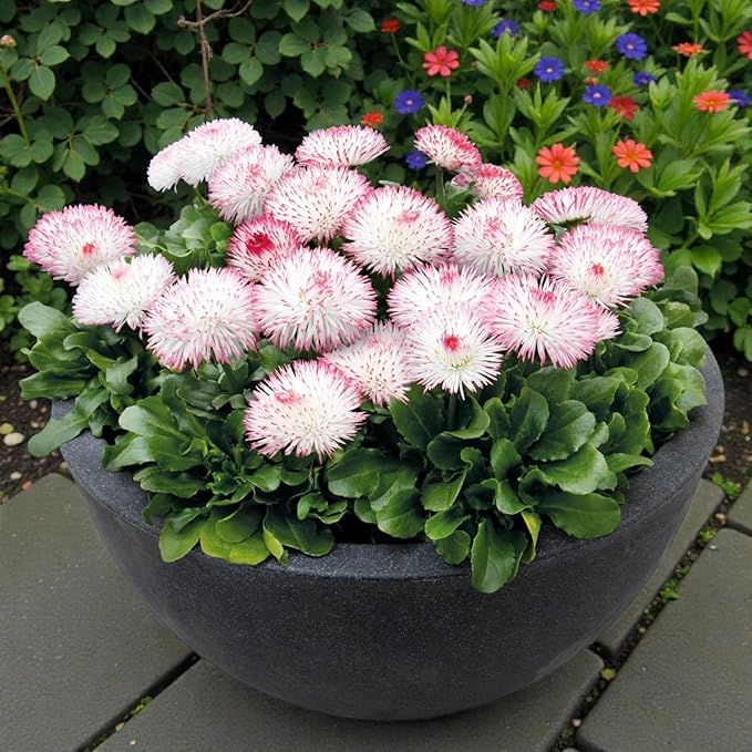 Bellis Perennis Rose  1