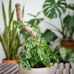 Bendable Tall Coconut Moss Pole  1