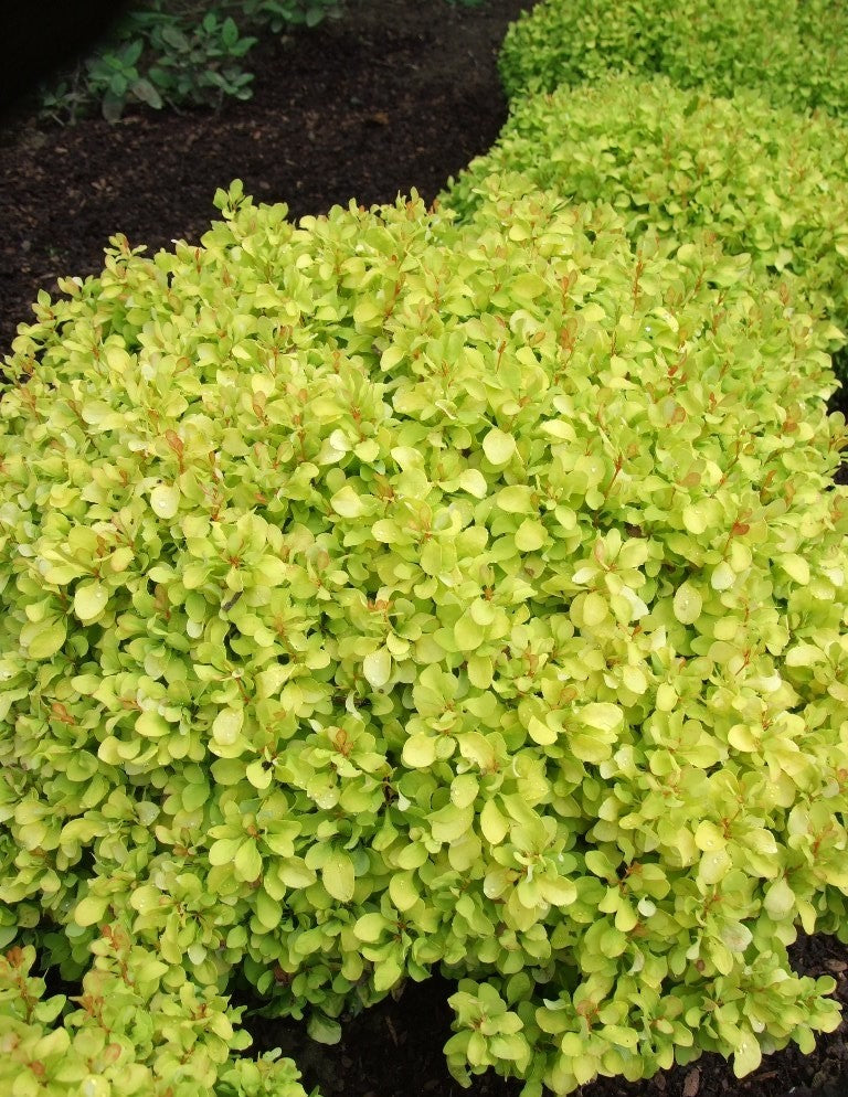 Berberis Thunbergii Lime Star Berberis thunbergii 'Lime Star' image2 2