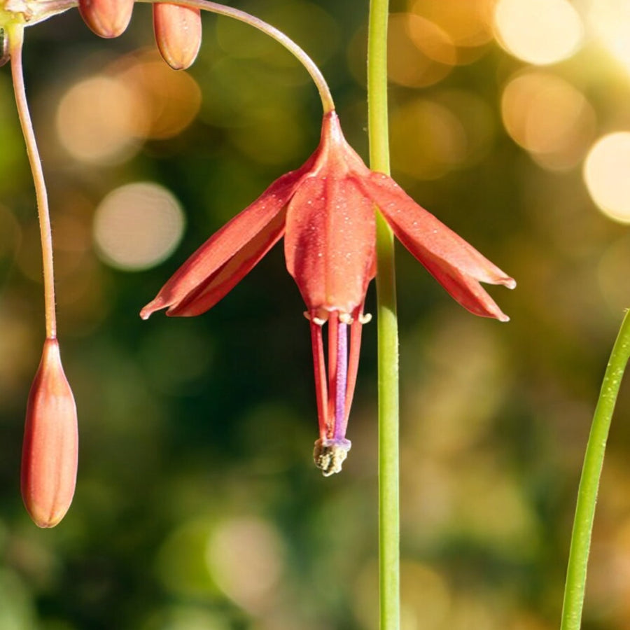 Bessera Elegans Bulbs  4
