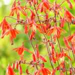 Bessera Elegans Bulbs  1