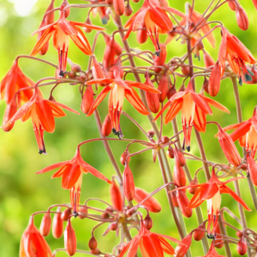 Bessera Elegans Bulbs  1