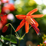 Bessera Elegans Bulbs  2