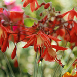 Bessera Elegans Bulbs  1