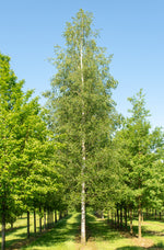 Silver Birch Tree - Betual Pendula Fastigiata Silver Birch Tree - Betual Pendula Fastigiata image4 4