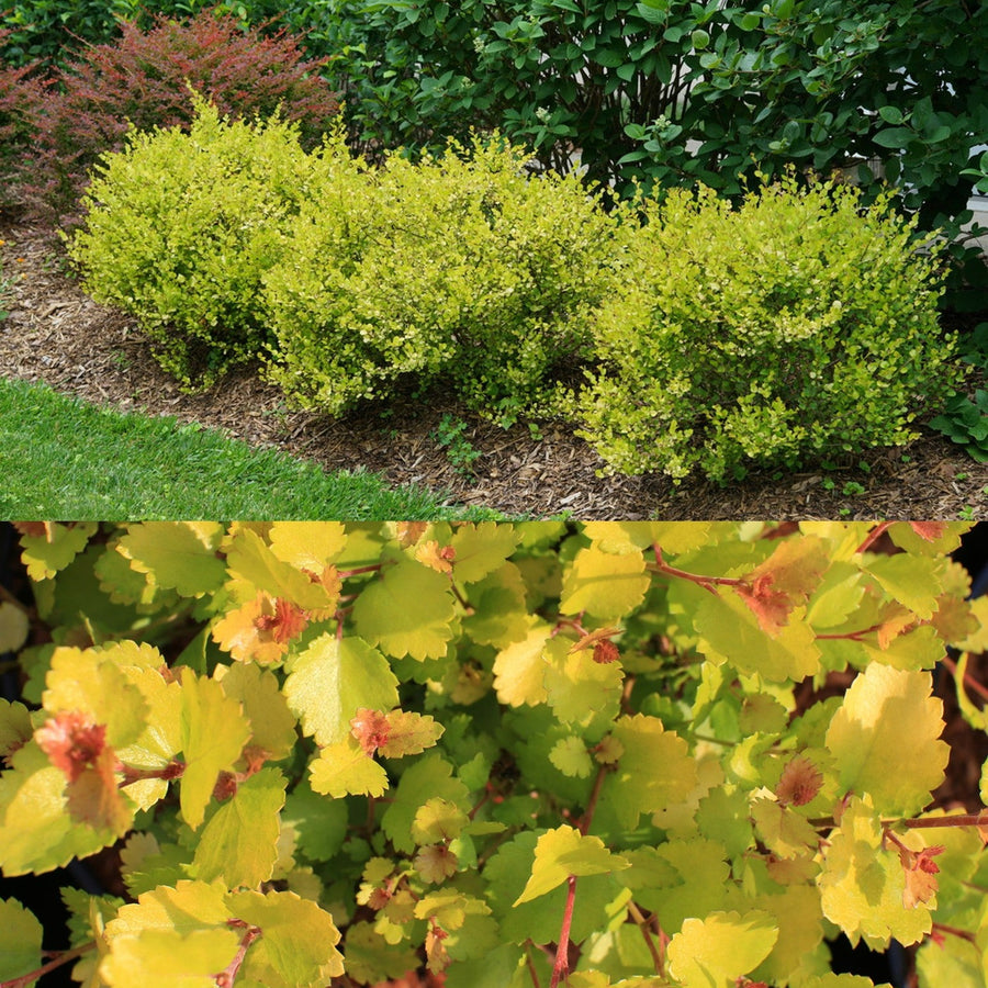 Betula Nana Golden Treasure Betula Nana Golden Treasure 1