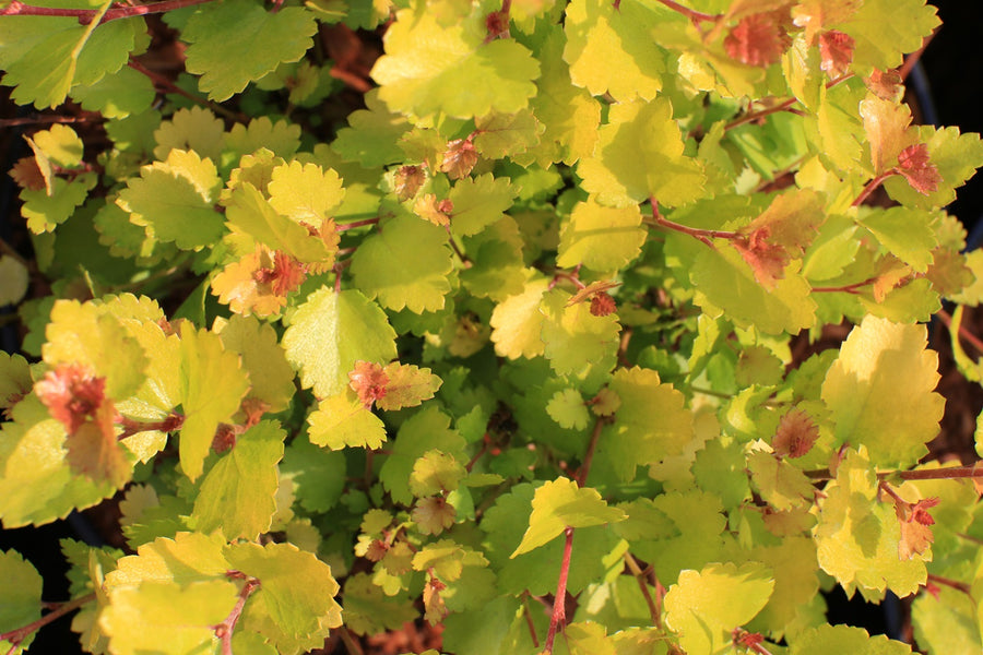 Betula Nana Golden Treasure Betula nana Golden Treasure PBR 2