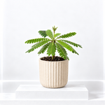 Biophytum sensitivum  1
