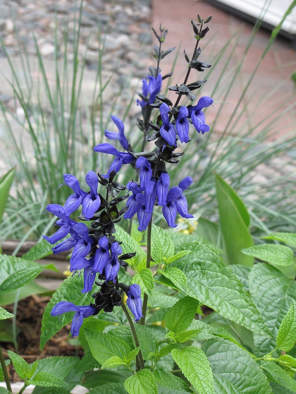 Salvia 'Black & Blue'  2