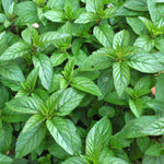 Black Peppermint Plant  3