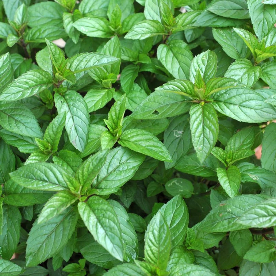Black Peppermint Plant  3