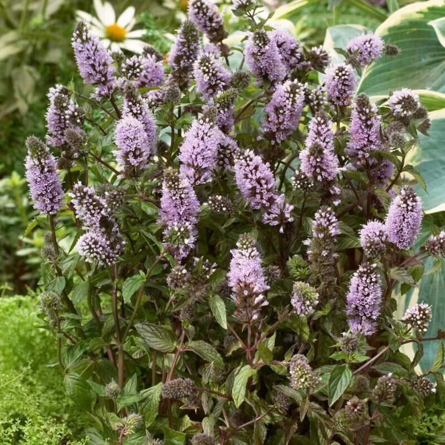 Black Peppermint Plant  4
