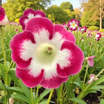 Gloxinia Blanche de Meru Bulbs  2