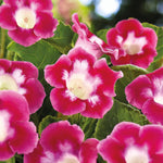 Gloxinia Blanche de Meru Bulbs  1