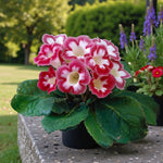 Gloxinia Blanche de Meru Bulbs  3