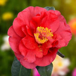 Blood of China Camellia  1