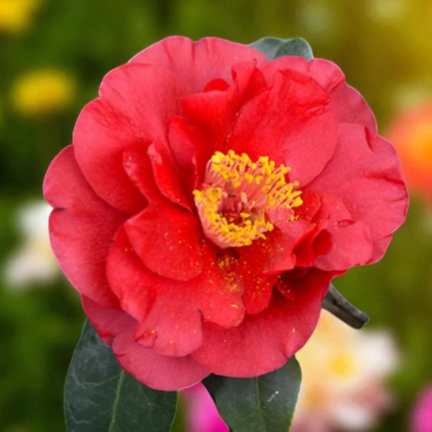 Blood China Camellia