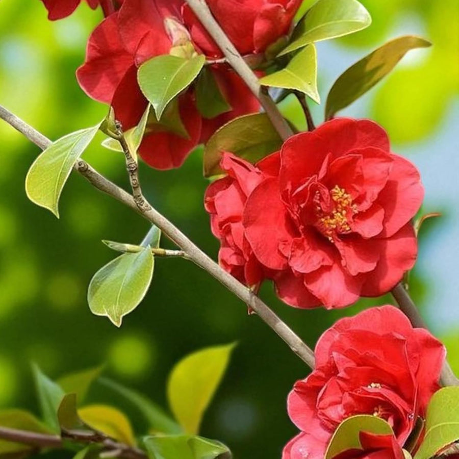 Blood of China Camellia  3
