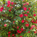 Blood of China Camellia  2