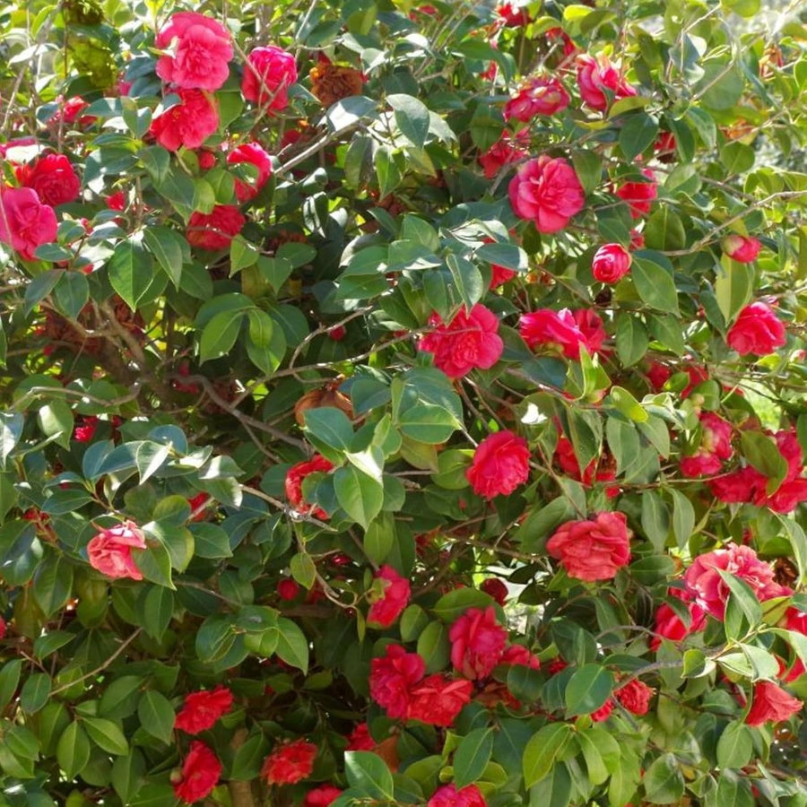 Blood of China Camellia  2