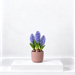 Blue Hyacinth Flowering Bulb Trio  1