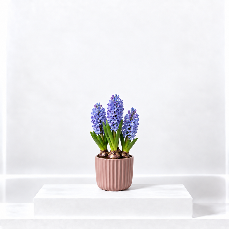 Blue Hyacinth Flowering Bulb Trio  1