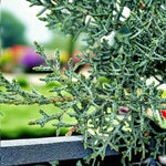 Blue Arizona Cypress Patio Tree in 7L Pot  2