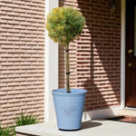 Blue Arizona Cypress Patio Tree in 7L Pot  3