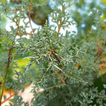 Blue Arizona Cypress Patio Tree in 7L Pot  4